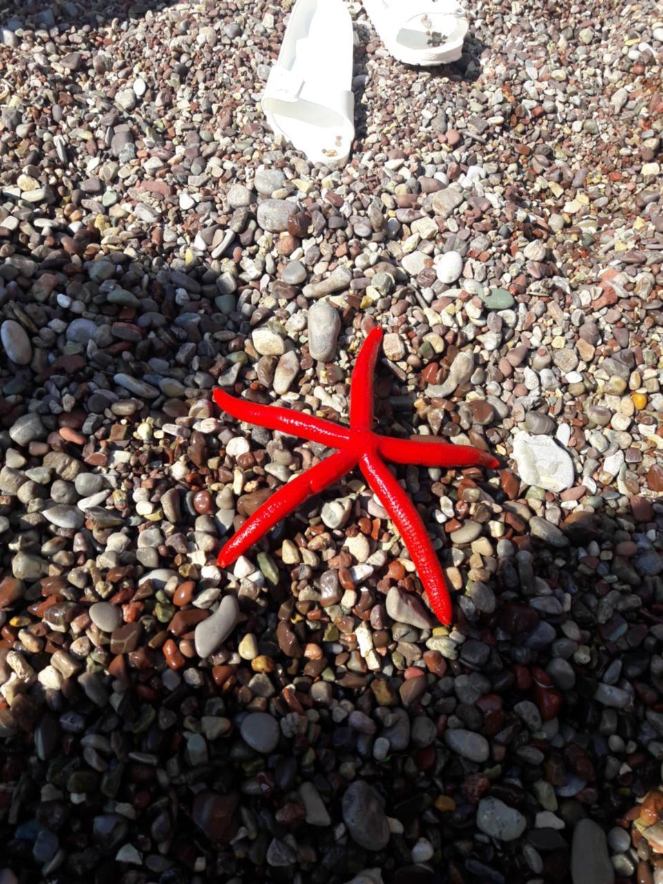 Sea Star Apartment Dobrá Voda Exterior foto